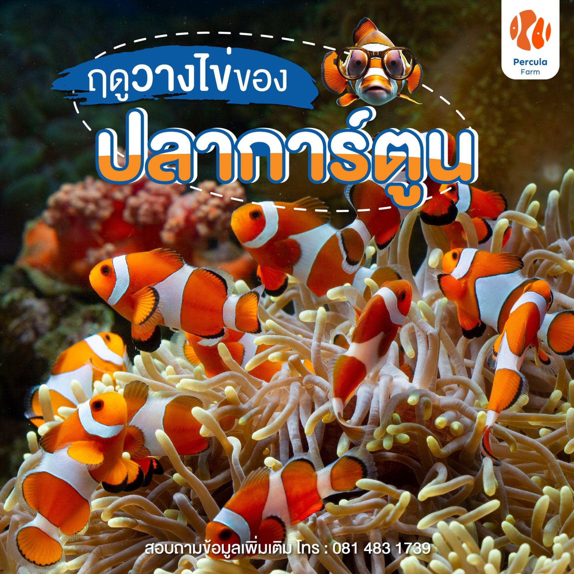 ฤดูการวางไข่ของปลาการ์ตูน