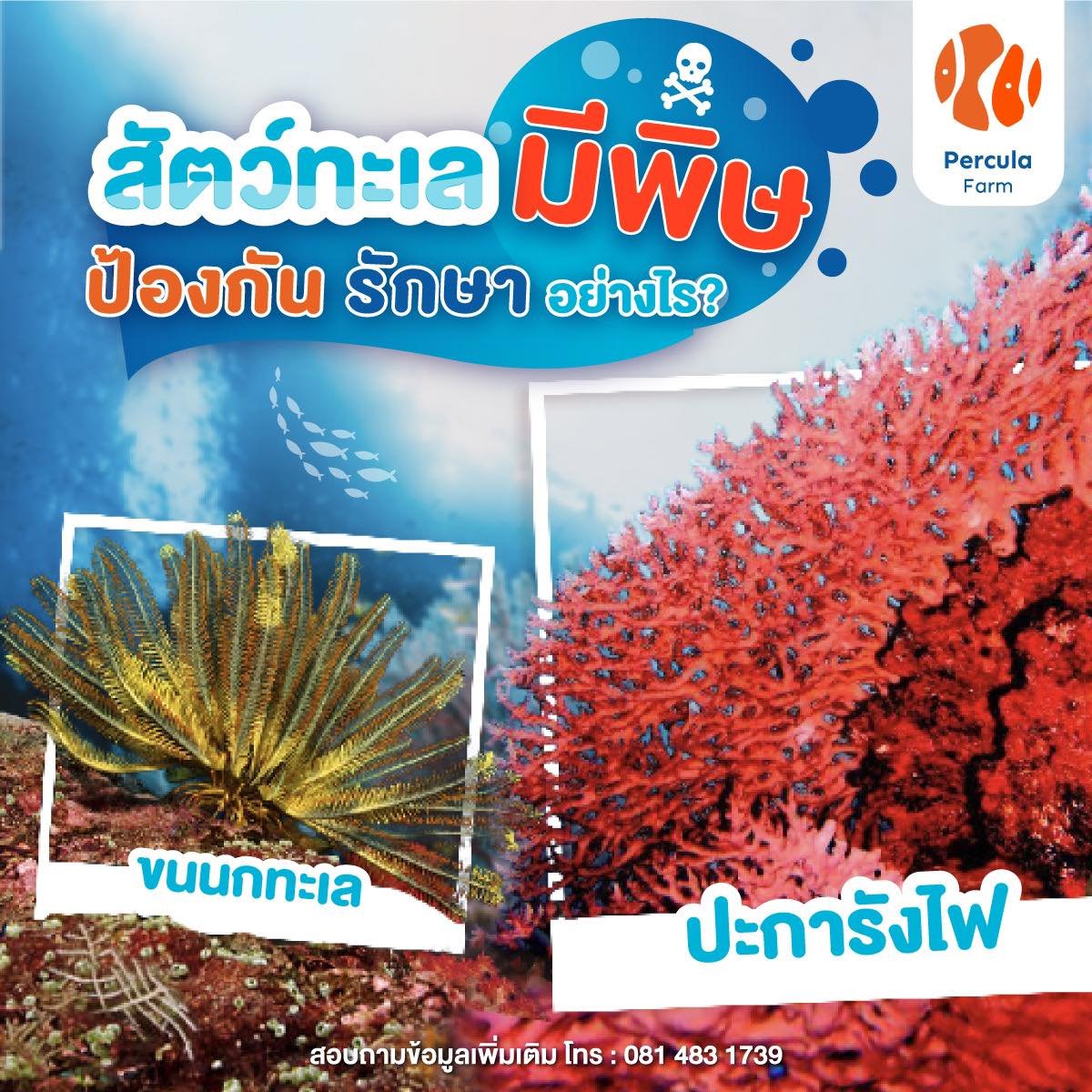 เมื่อเจอสัตว์ทะเลมีพิษ ป้องกัน รักษาอย่างไร?