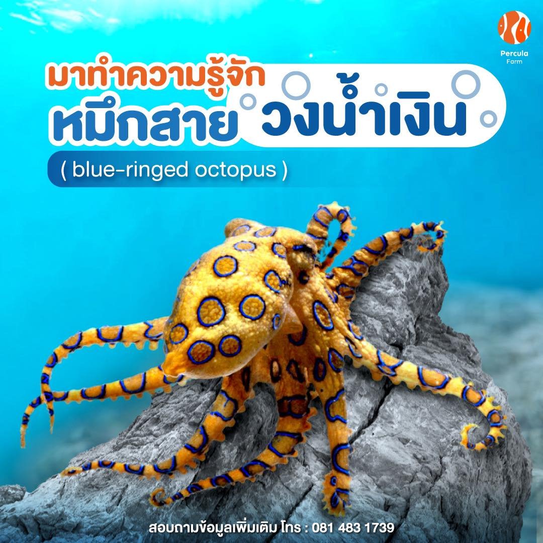 ทำความรู้จักให้มากขึ้น กับ "หมึกบลูริง" ไว้เพื่อป้องกันอันตราย ⁉️