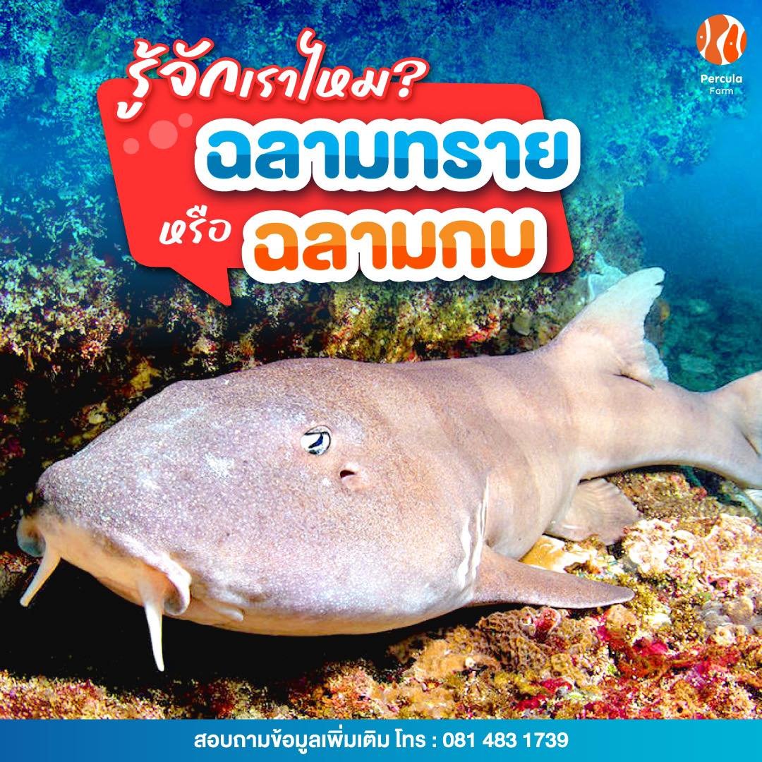 รู้จักเราไหม? ฉลามทราย หรือ ฉลามกบ