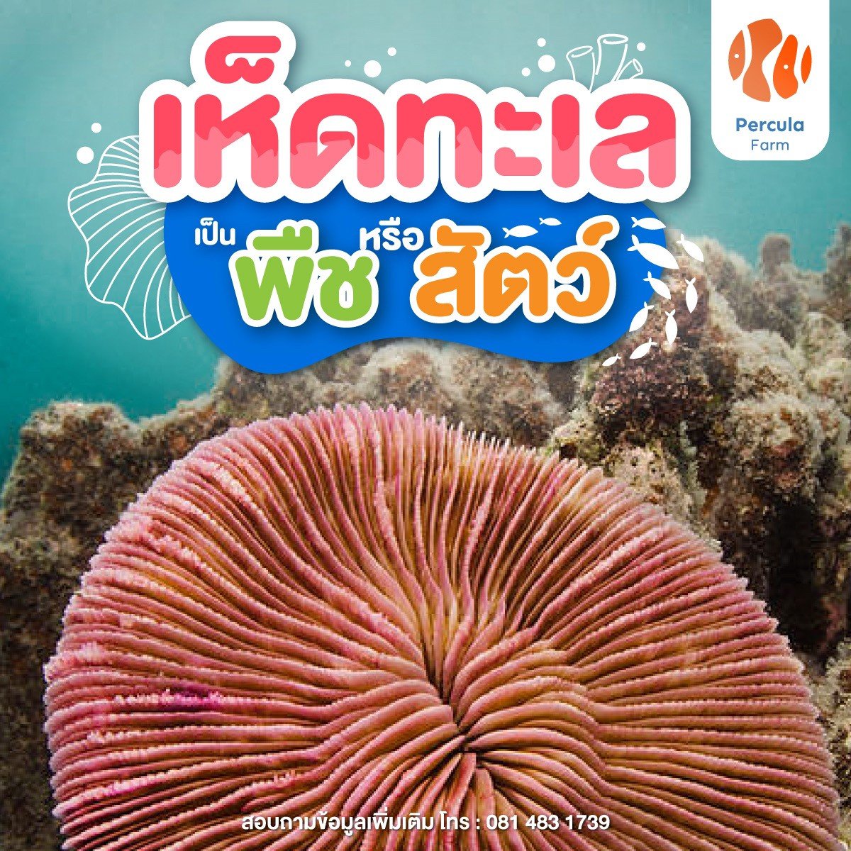 เห็ดทะเล เป็น "พืช" หรือ "สัตว์"