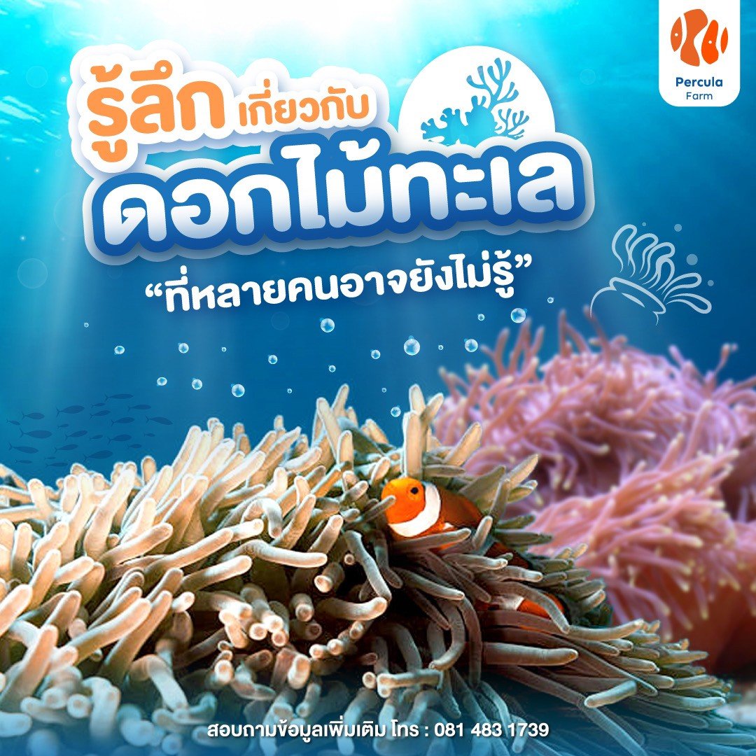 เจาะลึก ดอกไม้ทะเล ที่หลายคนอาจยังไม่รู้