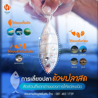 การเลี้ยงปลา ด้วยปลาสด