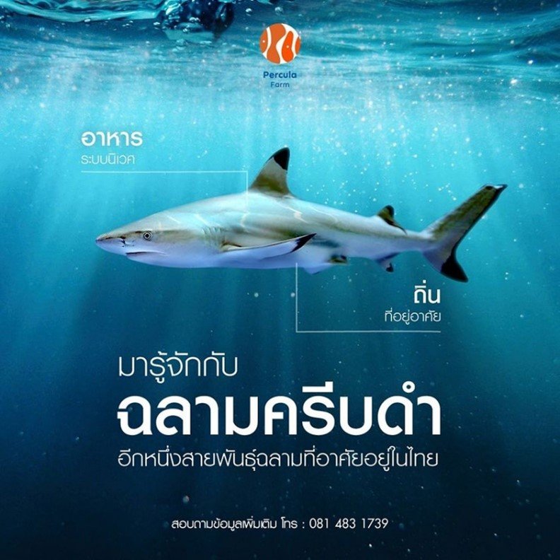มารู้จัก ฉลามครีบดำ
