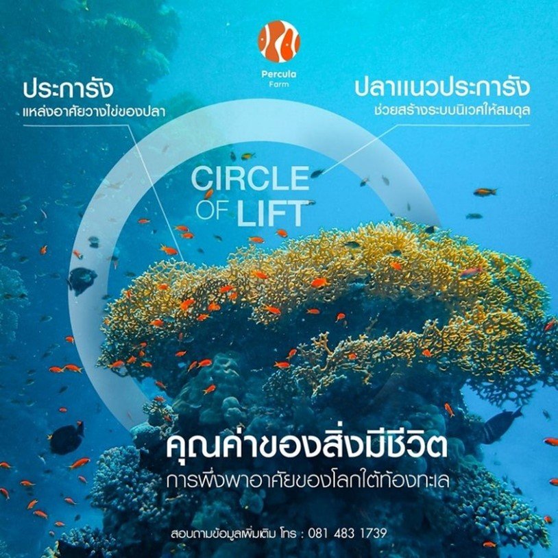 คุณค่าของสิ่งมีชีวิต การพึ่งพาอาศัย ของโลกใต้ทะเล