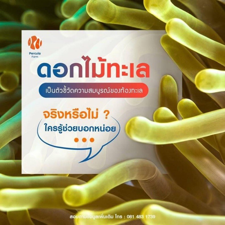 ดอกไม้ทะเล เป็นตัวชี้วัด ความสมบูรณ์ของท้องทะเล