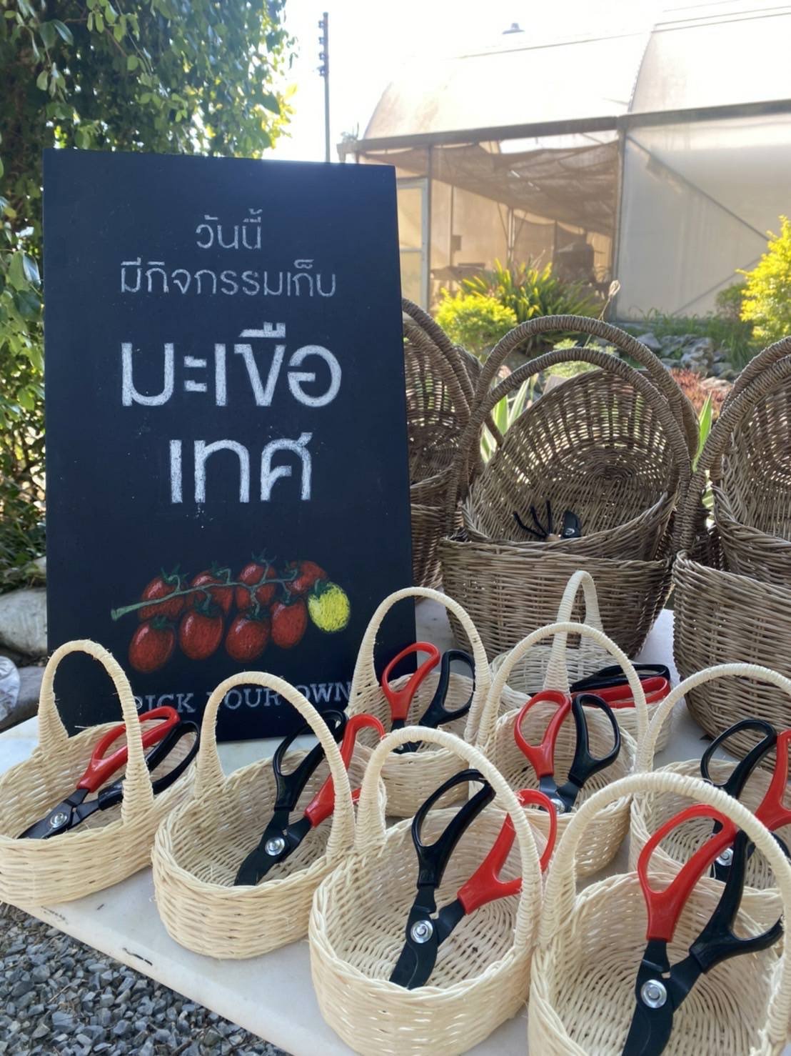 เก็บมะเขือเทศ กิจกรรมเขาใหญ่ เก็บมะเขือเทศ กิจกรรมเขาใหญ่