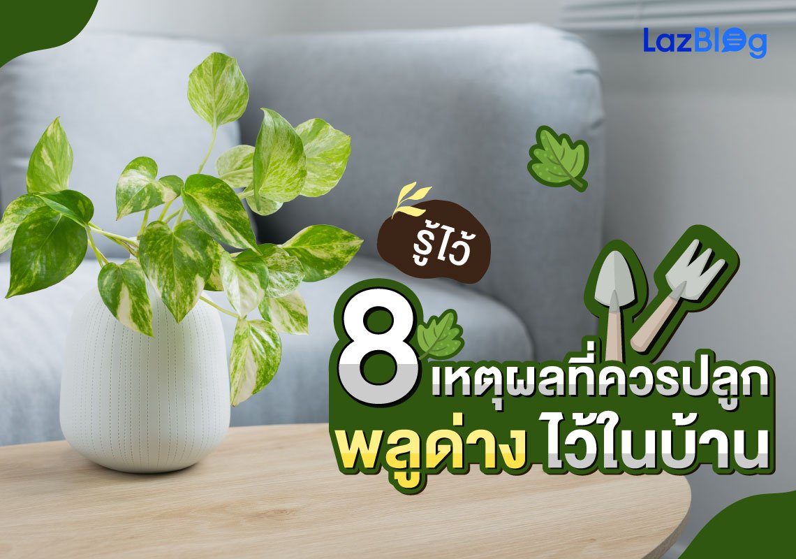 8 เหตุผลที่ควรปลูก พลูด่าง ไว้ในบ้าน 8 เหตุผลที่ควรปลูก พลูด่าง ไว้ในบ้าน