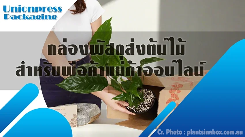 กล่องพัสดุส่งต้นไม้สำหรับพ่อค้าแม่ค้าออนไลน์ กล่องพัสดุส่งต้นไม้สำหรับพ่อค้าแม่ค้าออนไลน์