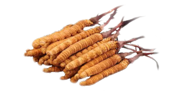 ถั่งเช่า (Cordyceps) ประโยชน์ต่ออวัยวะร่างกาย