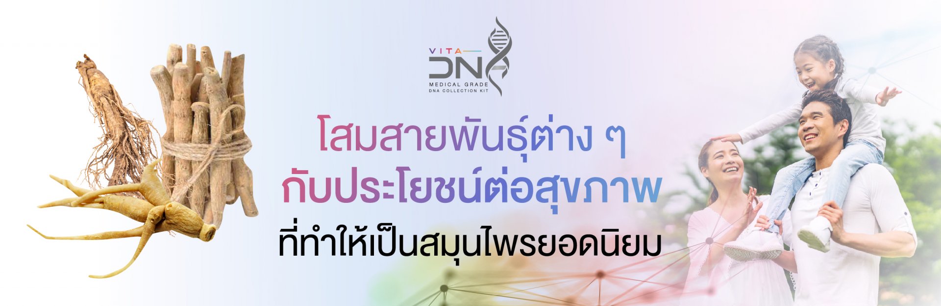 โสมสายพันธุ์ต่าง ๆ กับประโยชน์ต่อสุขภาพที่ทำให้เป็นสมุนไพรยอดนิยม โสมสายพันธุ์ต่าง ๆ กับประโยชน์ต่อสุขภาพที่ทำให้เป็นสมุนไพรยอดนิยม