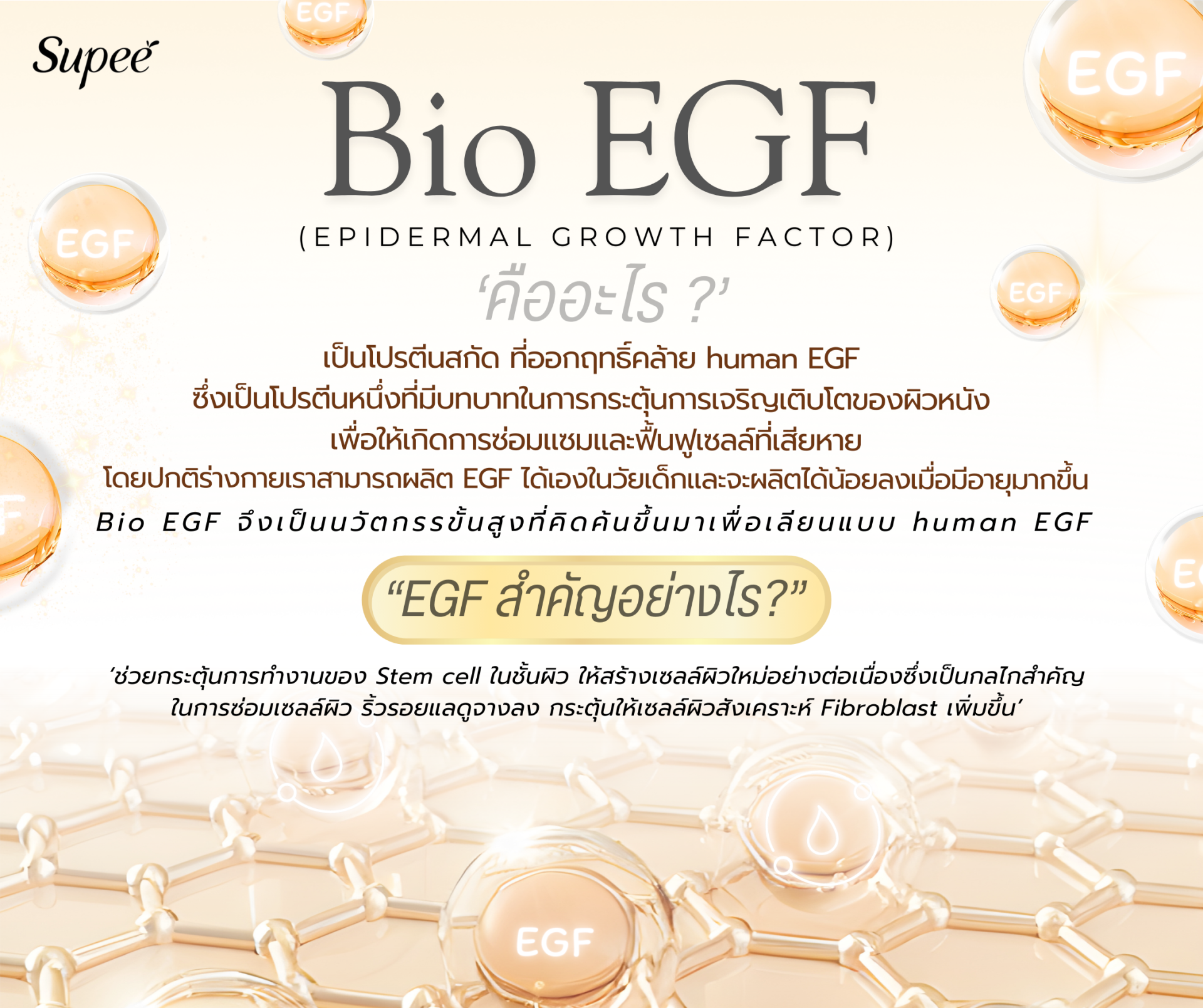 สารสกัด Bio-EGF คืออะไร?