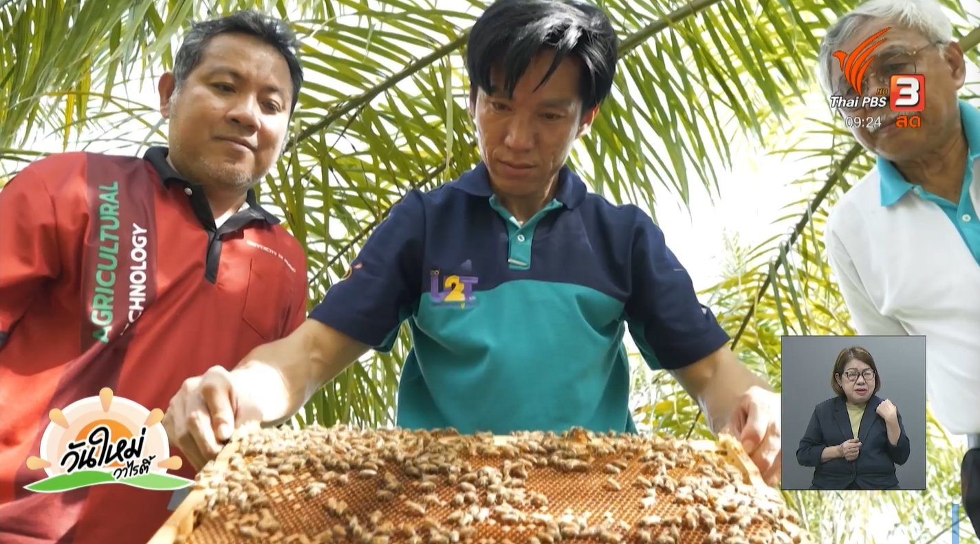 พัฒนาผลิตภัณฑ์ "อาหารเกสรเทียมหมักสำหรับผึ้งพันธุ์" เพิ่มคุณค่าทางอาหารและช่วยเพิ่มประสิทธิภาพการเลี้ยงผึ้ง ด้วยต้นทุนต่ำ พัฒนาผลิตภัณฑ์ "อาหารเกสรเทียมหมักสำหรับผึ้งพันธุ์" เพิ่มคุณค่าทางอาหารและช่วยเพิ่มประสิทธิภาพการเลี้ยงผึ้ง ด้วยต้นทุนต่ำ