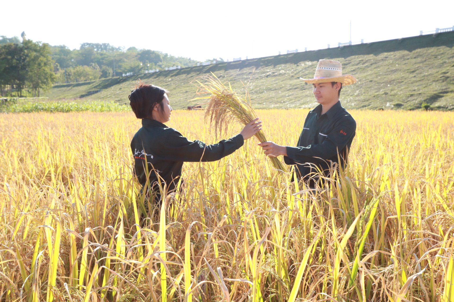 UP School of Agriculture and Natural Resources Joins Lanna Harvesting Culture Activity