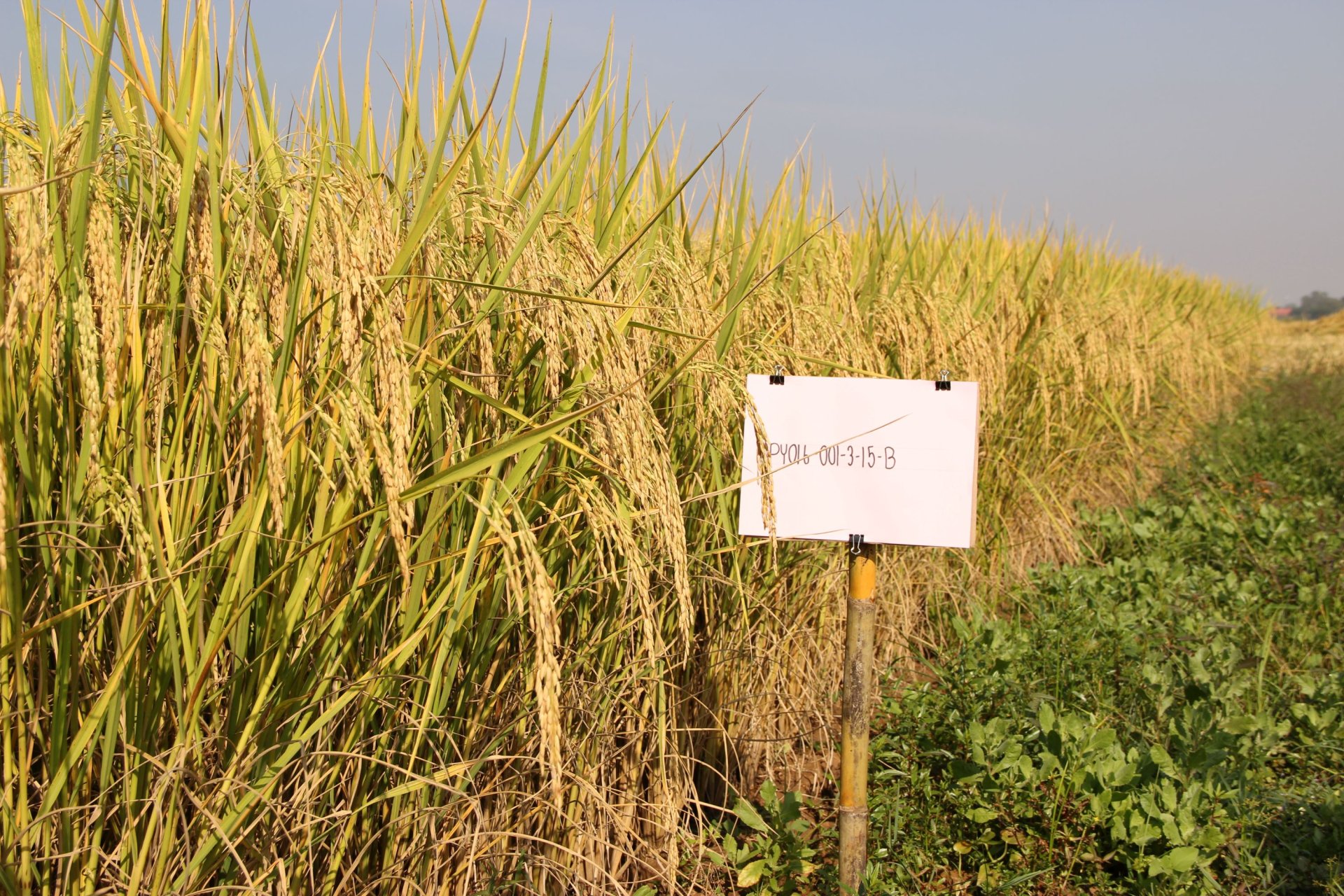Hom Morpor 1: A New Fragrant Glutinous Rice Variety Developed Using DNA Marker-Assisted Selection Hom Morpor 1: A New Fragrant Glutinous Rice Variety Developed Using DNA Marker-Assisted Selection