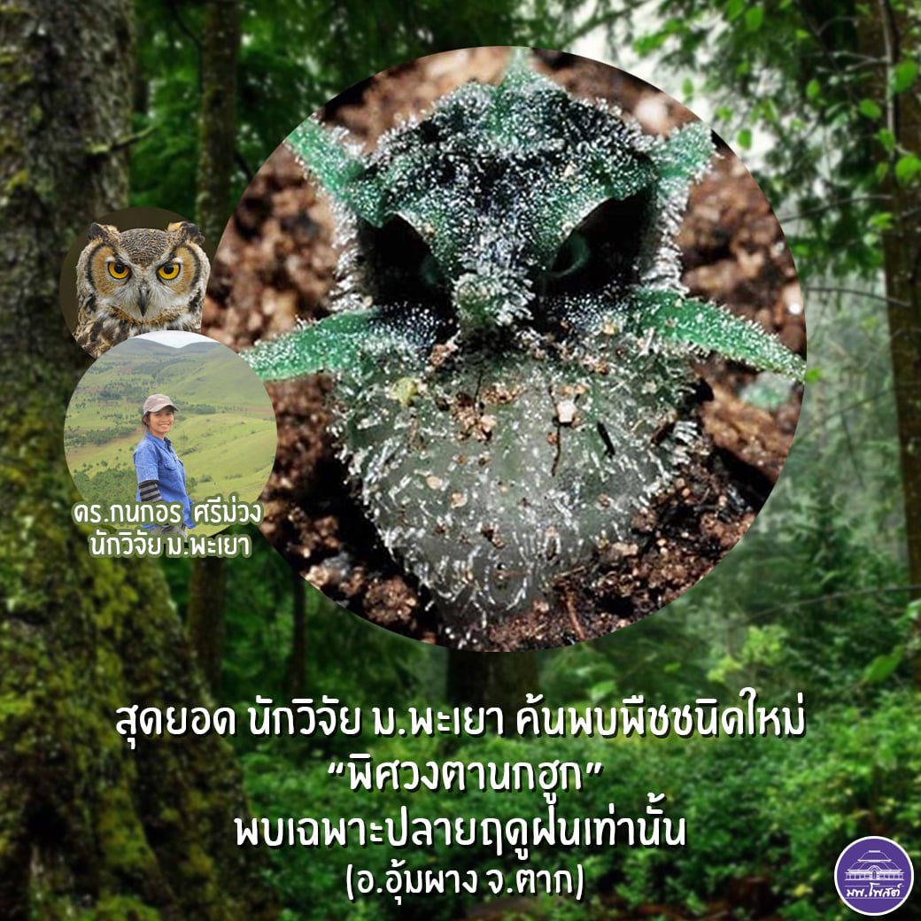 สุดยอด นักวิจัยคณะเกษตรศาสตร์ฯ ม.พะเยา ค้นพบพืชชนิดใหม่ “พิศวงตานกฮูก”