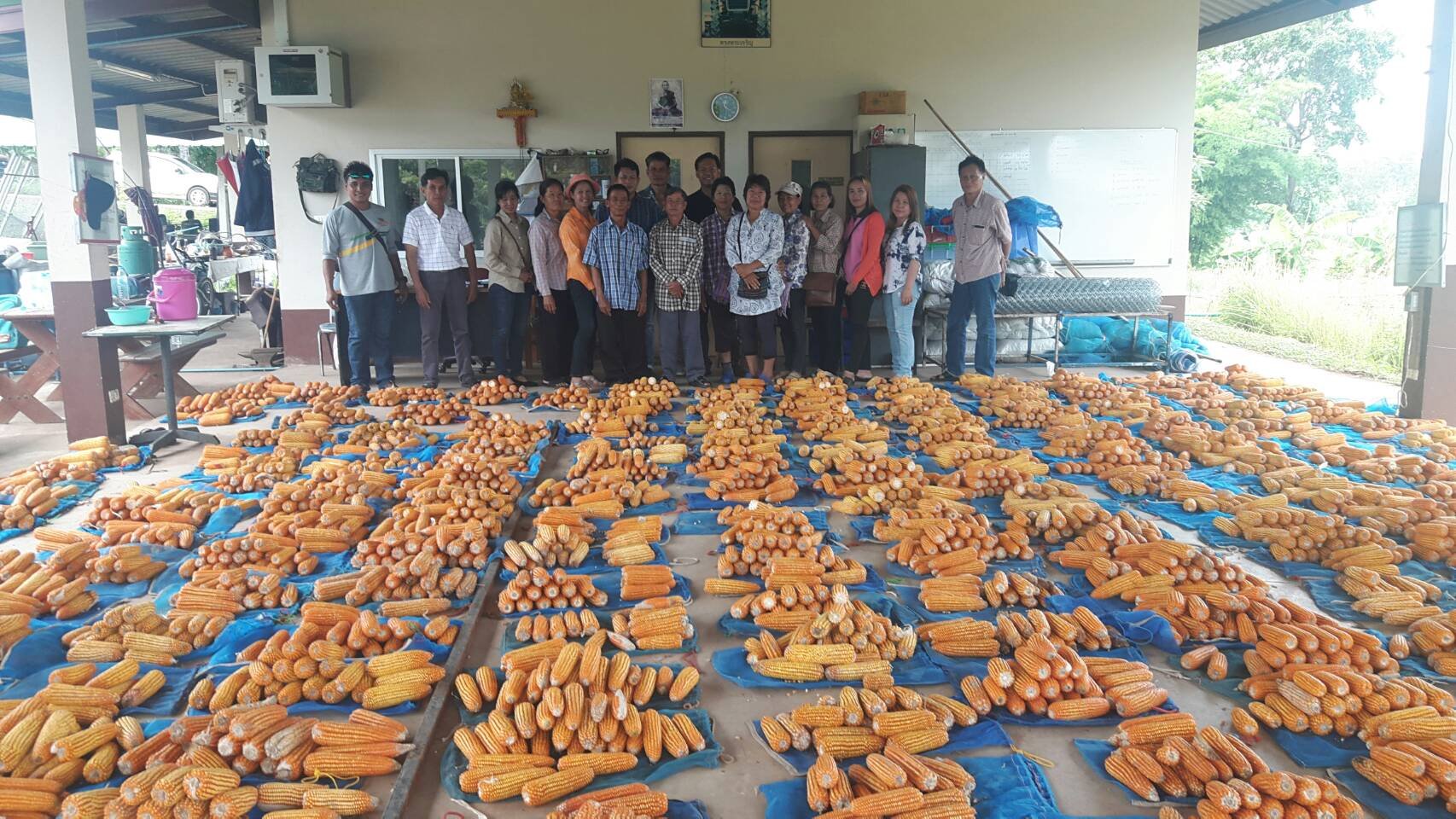 โครงการปรับปรุงพันธุ์ข้าวโพดมหาวิทยาลัยพะเยา (University of Phayao Maize Improvement, UPMI) ได้จัดกิจกรรม Open Field Day ณ แปลงทดสอบพันธุ์ คณะเกษตรศาสตร์และทรัพยากรธรรมชาติ มหาวิทยาลัยพะเยา โครงการปรับปรุงพันธุ์ข้าวโพดมหาวิทยาลัยพะเยา (University of Phayao Maize Improvement, UPMI) ได้จัดกิจกรรม Open Field Day ณ แปลงทดสอบพันธุ์ คณะเกษตรศาสตร์และทรัพยากรธรรมชาติ มหาวิทยาลัยพะเยา