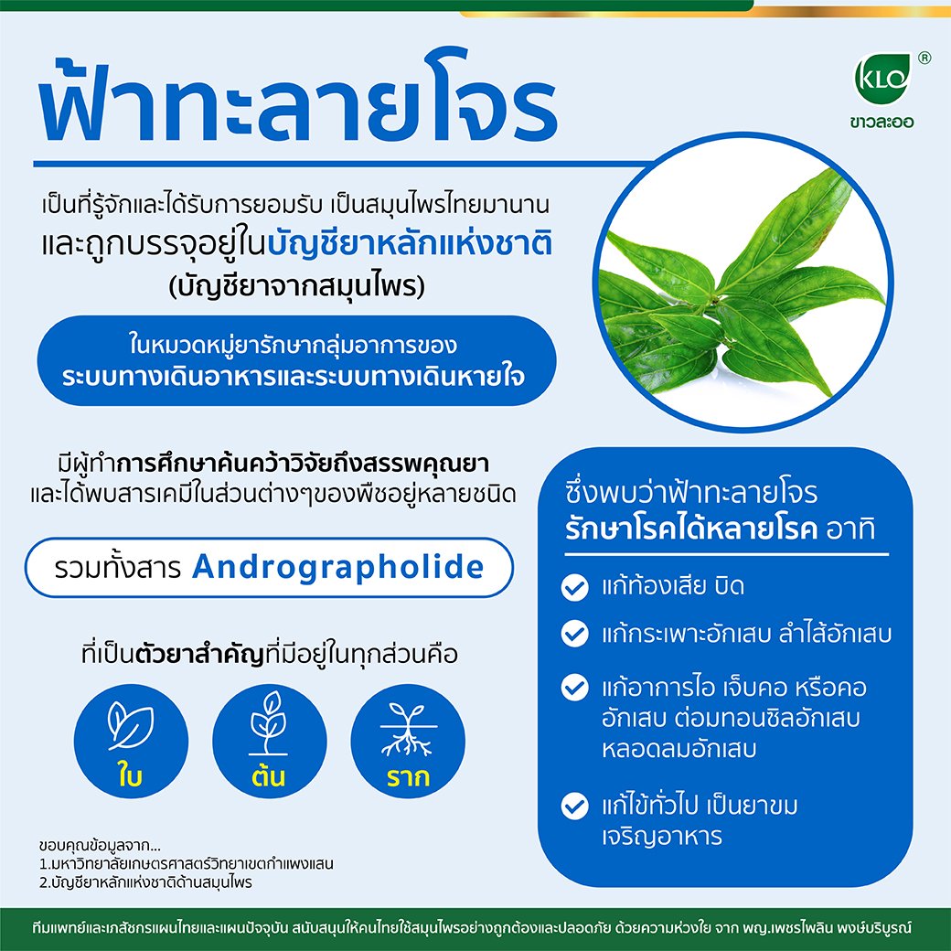 Andrographis paniculata has been known and accepted as a Thai herb for a long time. and is included in the national drug list Andrographis paniculata has been known and accepted as a Thai herb for a long time. and is included in the national drug list