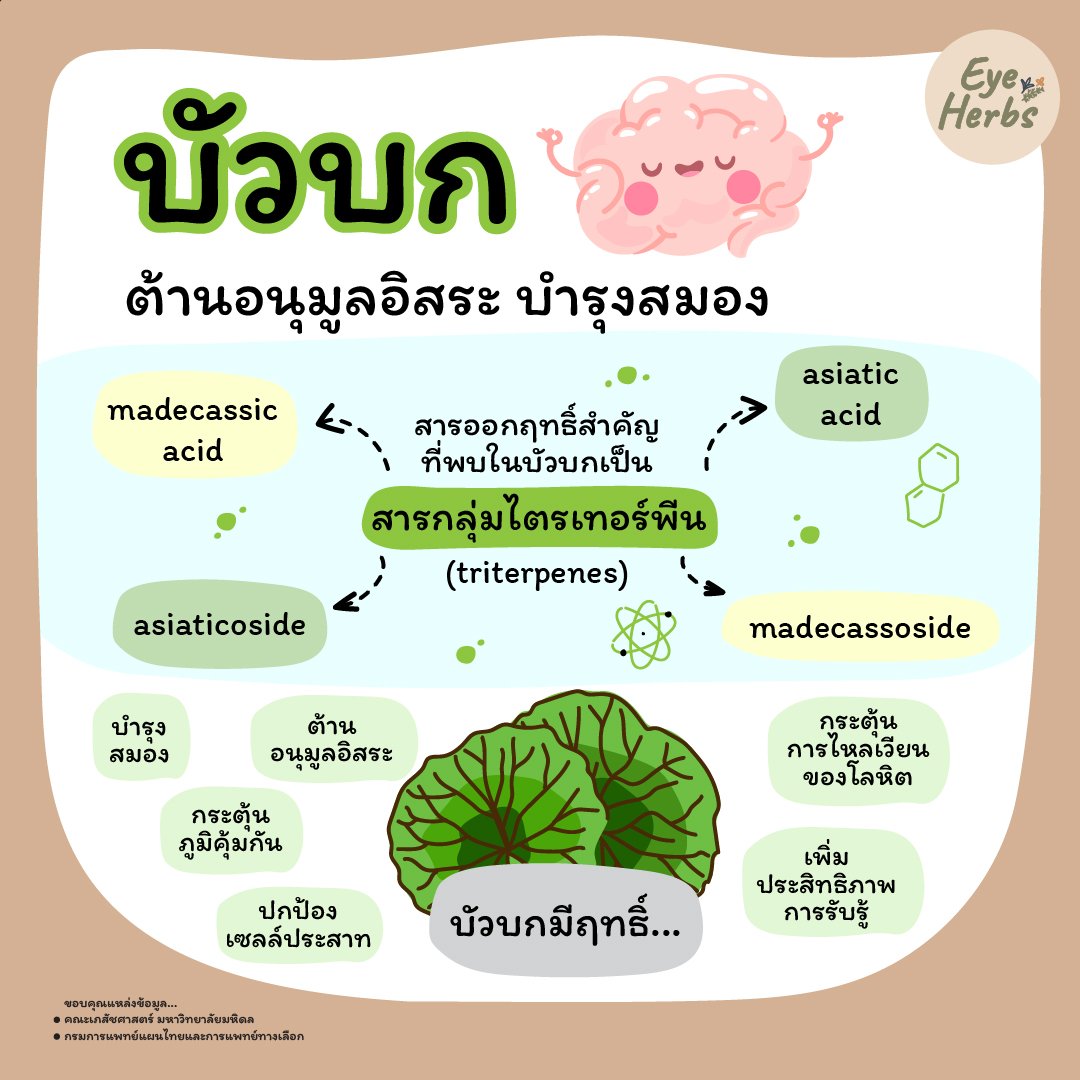 บัวบก ต้านอนุมูลอิสระ บำรุงสมอง บัวบก ต้านอนุมูลอิสระ บำรุงสมอง