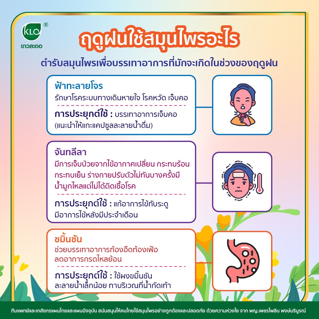 ฤดูฝนใช้สมุนไพรอะไร ฤดูฝนใช้สมุนไพรอะไร