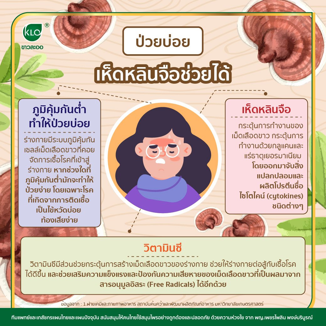 ป่วยบ่อย เห็ดหลินจือช่วยได้ ป่วยบ่อย เห็ดหลินจือช่วยได้