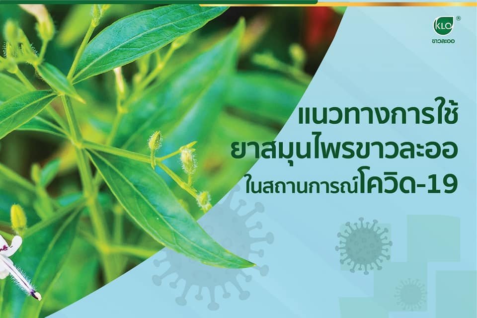แนวทางการใช้ยาสมุนไพรขาวละออในสถานการณ์โควิด-19 แนวทางการใช้ยาสมุนไพรขาวละออในสถานการณ์โควิด-19