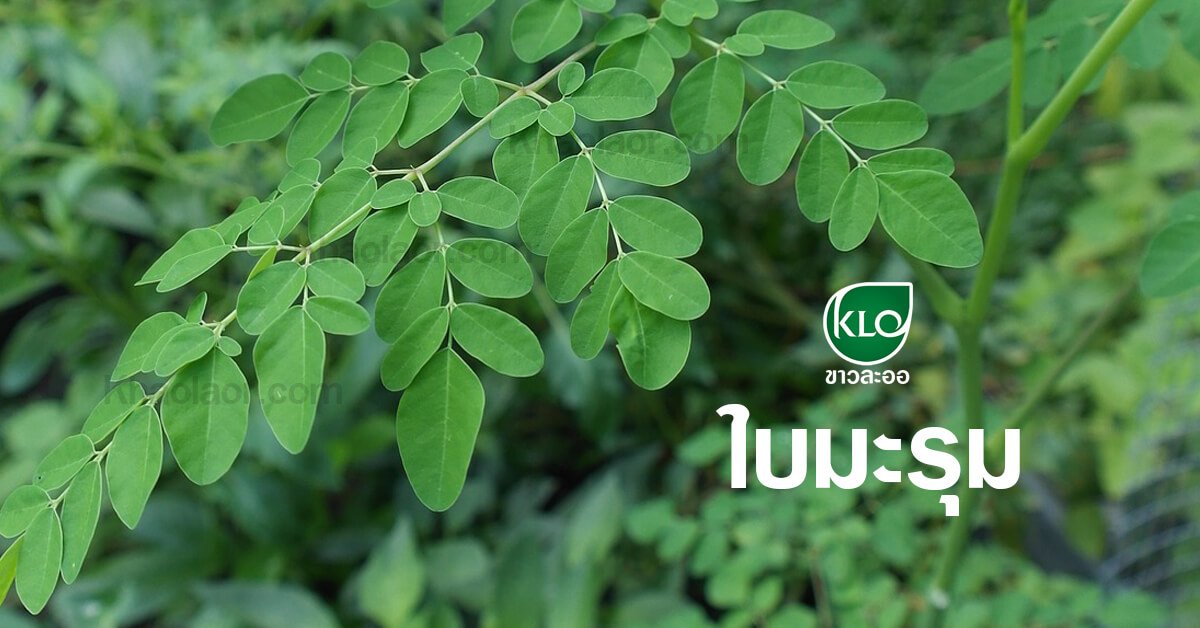Moringa leaves Moringa leaves