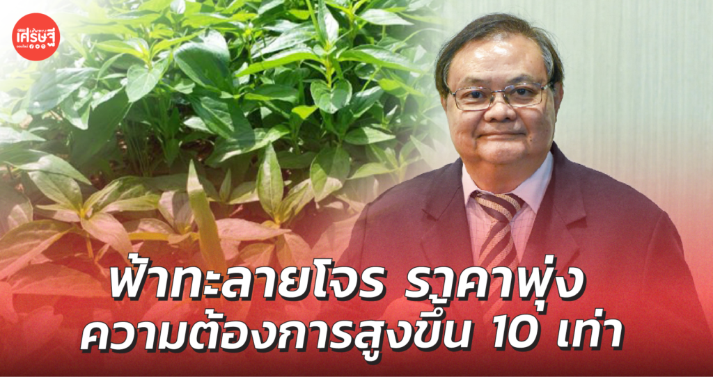 ฟ้าทะลายโจร ราคาพุ่ง ความต้องการสูงขึ้น 10 เท่า ฟ้าทะลายโจร ราคาพุ่ง ความต้องการสูงขึ้น 10 เท่า