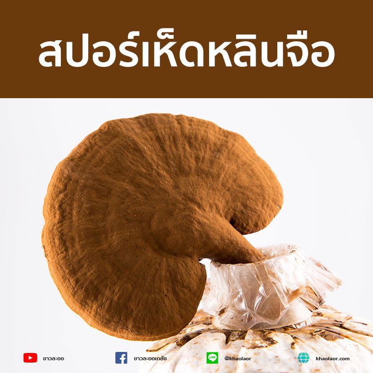 How good is the peeled lingzhi spores? How good is the peeled lingzhi spores?