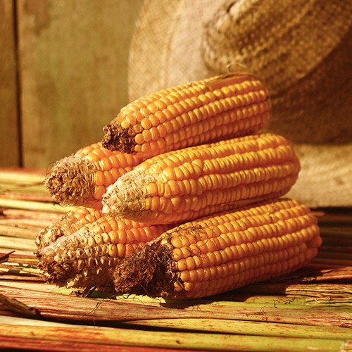 Morbi condimentum vel just at vehicula. Aenean congue Morbi condimentum vel just at vehicula. Aenean congue