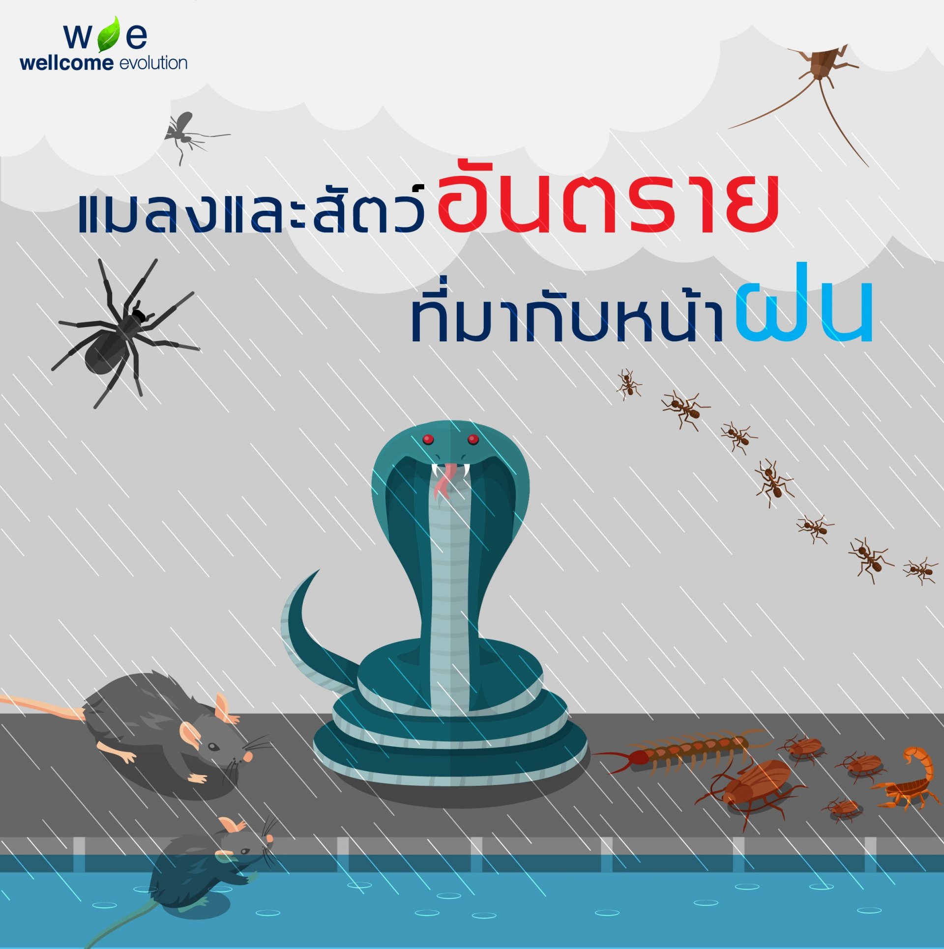 "Dangerous Insects & Animals That Come With The Rainy Season"