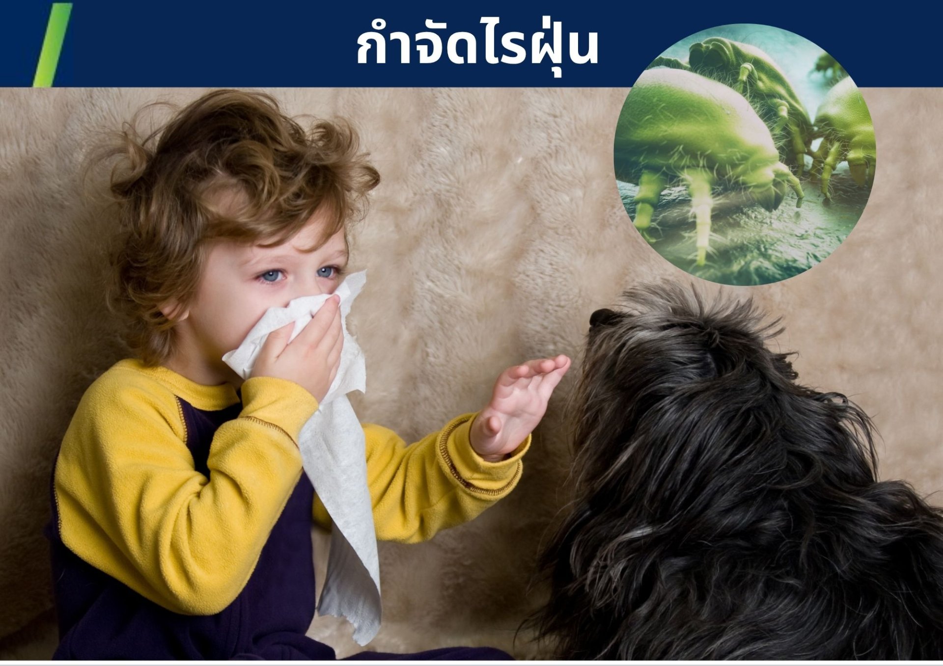 บริการดูด กำจัดไรฝุ่น ที่นอน หมอน โซฟา