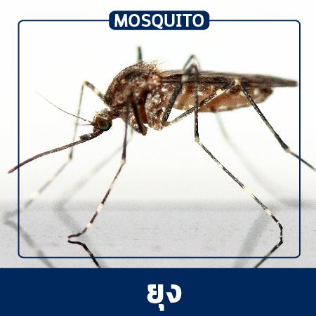 Pest Control & Protection Services :: Mosquito