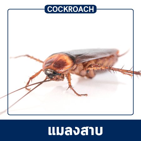 Pest Control & Protection Services : Cockroaches