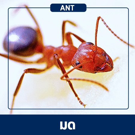 Pest Control & Protection Services : Ants