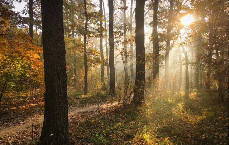 Forest View