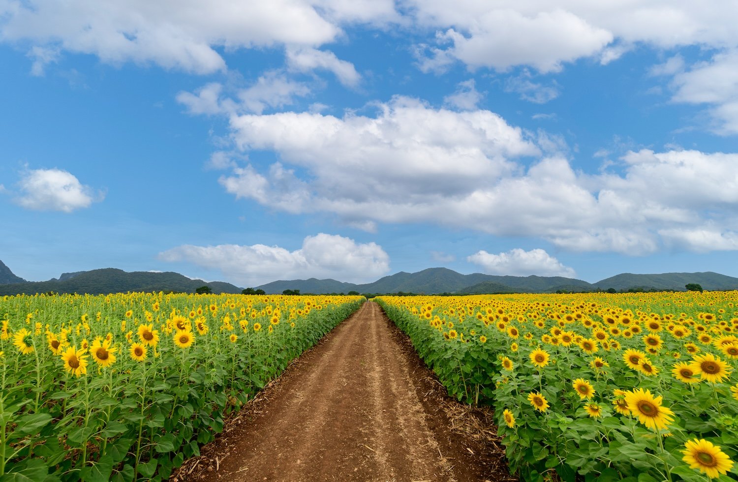 Sunflower