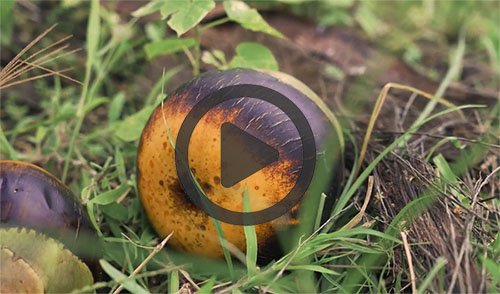 ผลการประกวดคลิปทำอาหารสร้าสรรค์เมืองเพชร หัวข้อ เพชรบุรีสู่เมืองสร้างสรรค์ด้านอาหารของ UNESCO ผลการประกวดคลิปทำอาหารสร้าสรรค์เมืองเพชร หัวข้อ เพชรบุรีสู่เมืองสร้างสรรค์ด้านอาหารของ UNESCO