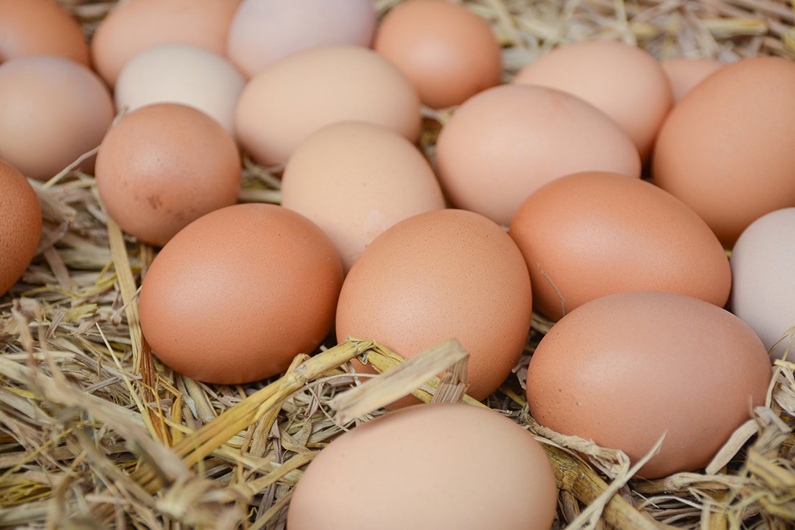 การผลิตไก่ไข่อารมณ์ดี การผลิตไก่ไข่อารมณ์ดี