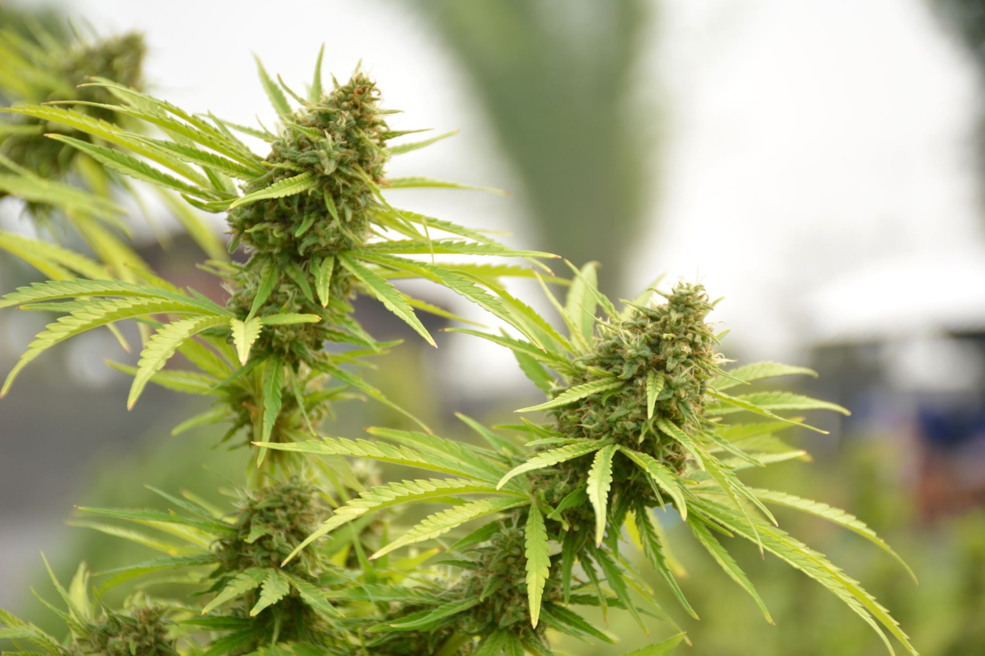 กัญชง (Hemp) กัญชง (Hemp)