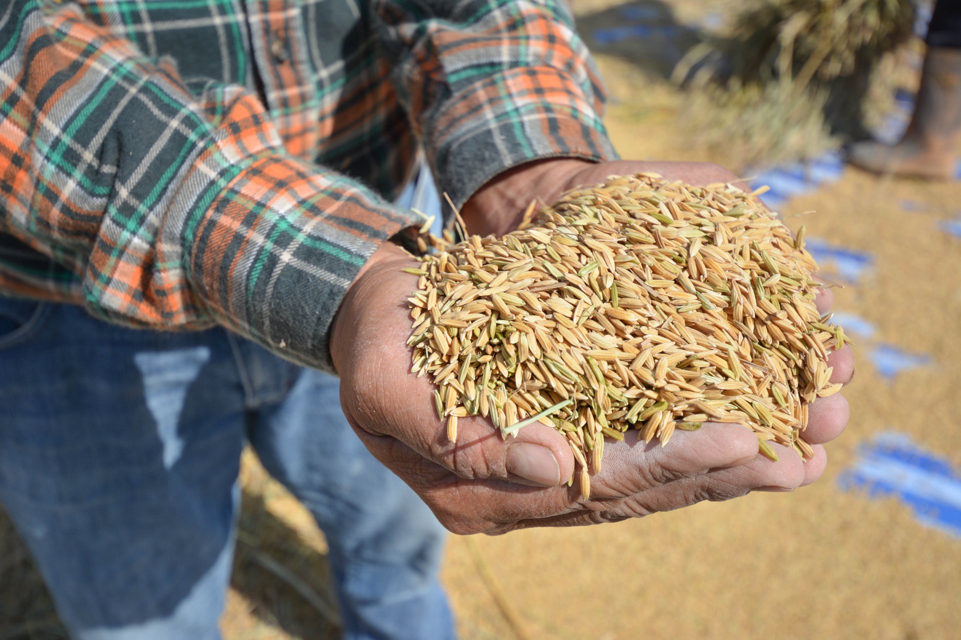 การผลิตข้าวอินทรีย์ การผลิตข้าวอินทรีย์