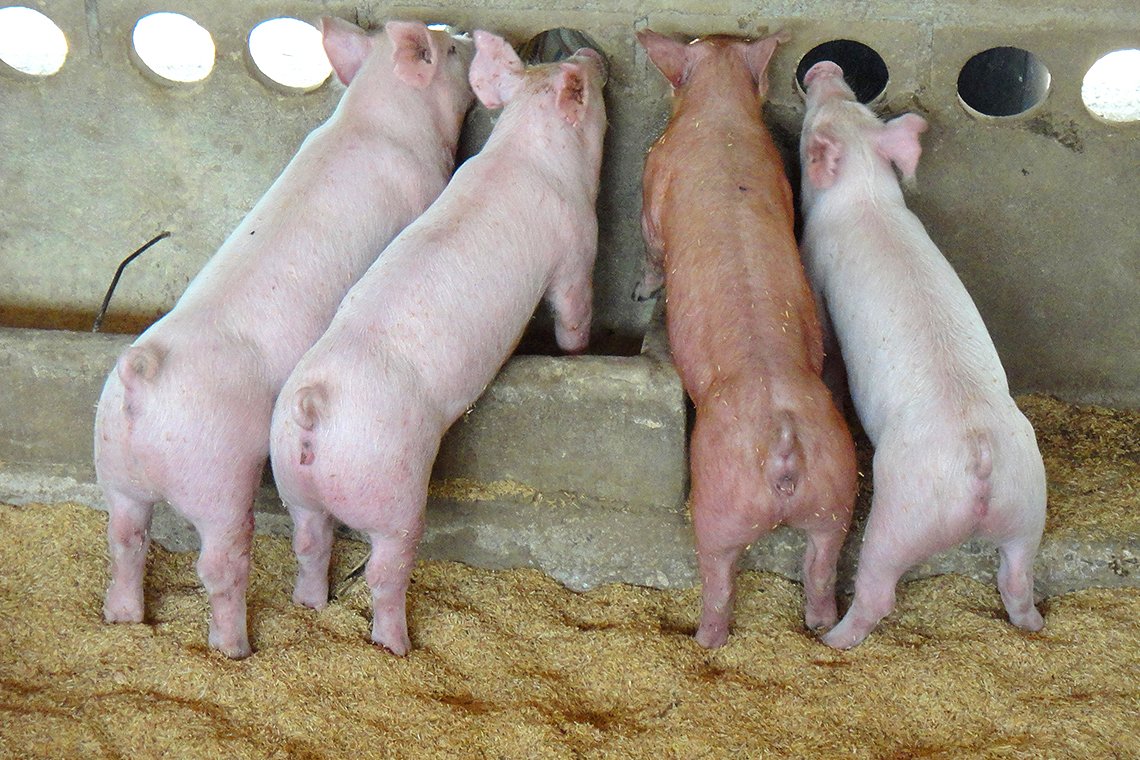 เลี้ยงสุกรแบบประยุกต์ เลี้ยงสุกรแบบประยุกต์