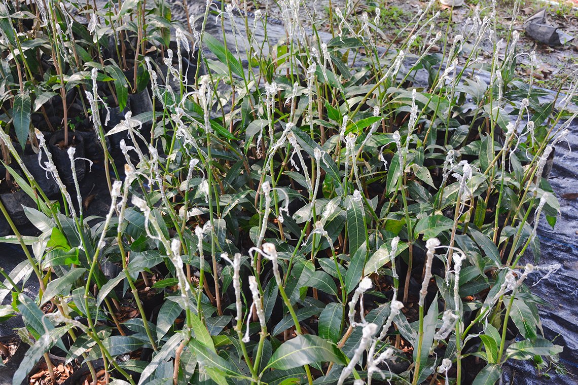 ผลิตต้นพันธุ์ไม้ผลพันธุ์ดี ผลิตต้นพันธุ์ไม้ผลพันธุ์ดี