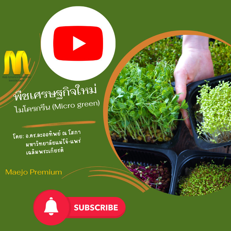 พืชเศรษฐกิจใหม่ ไมโครกรีน (Micro green)