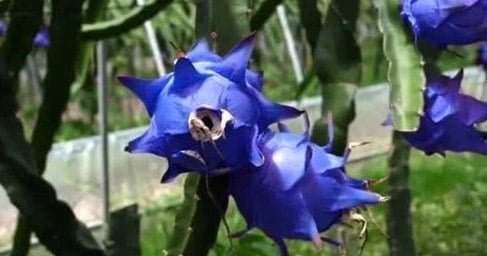 แก้วมังกรสีนำ้เงิน ปลอม แก้วมังกรสีนำ้เงิน ปลอม