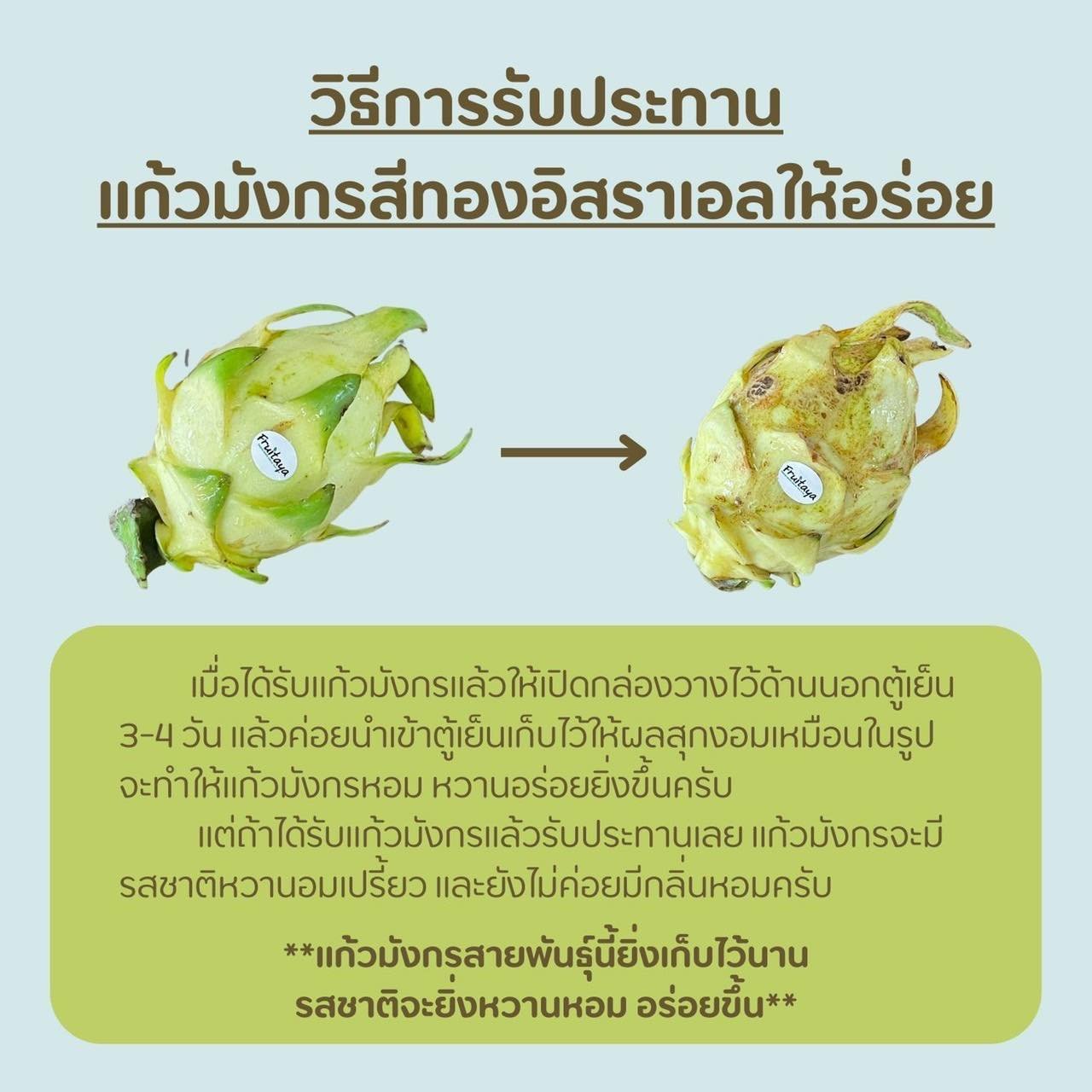 แก้วมังกรสีเหลือง Yellow Dragon fruit แก้วมังกรสีเหลือง Yellow Dragon fruit