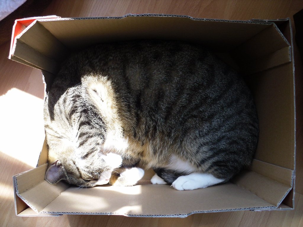 ทำไมแมวชอบ "กล่องกระดาษ"