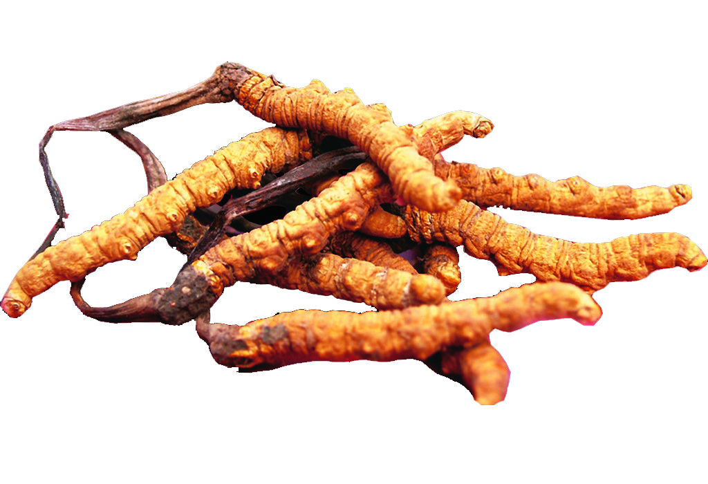 ถั่งเช่า สรรพคุณ (Cordyceps) ยาอายุวัฒนะ     ถั่งเช่า สรรพคุณ (Cordyceps) ยาอายุวัฒนะ