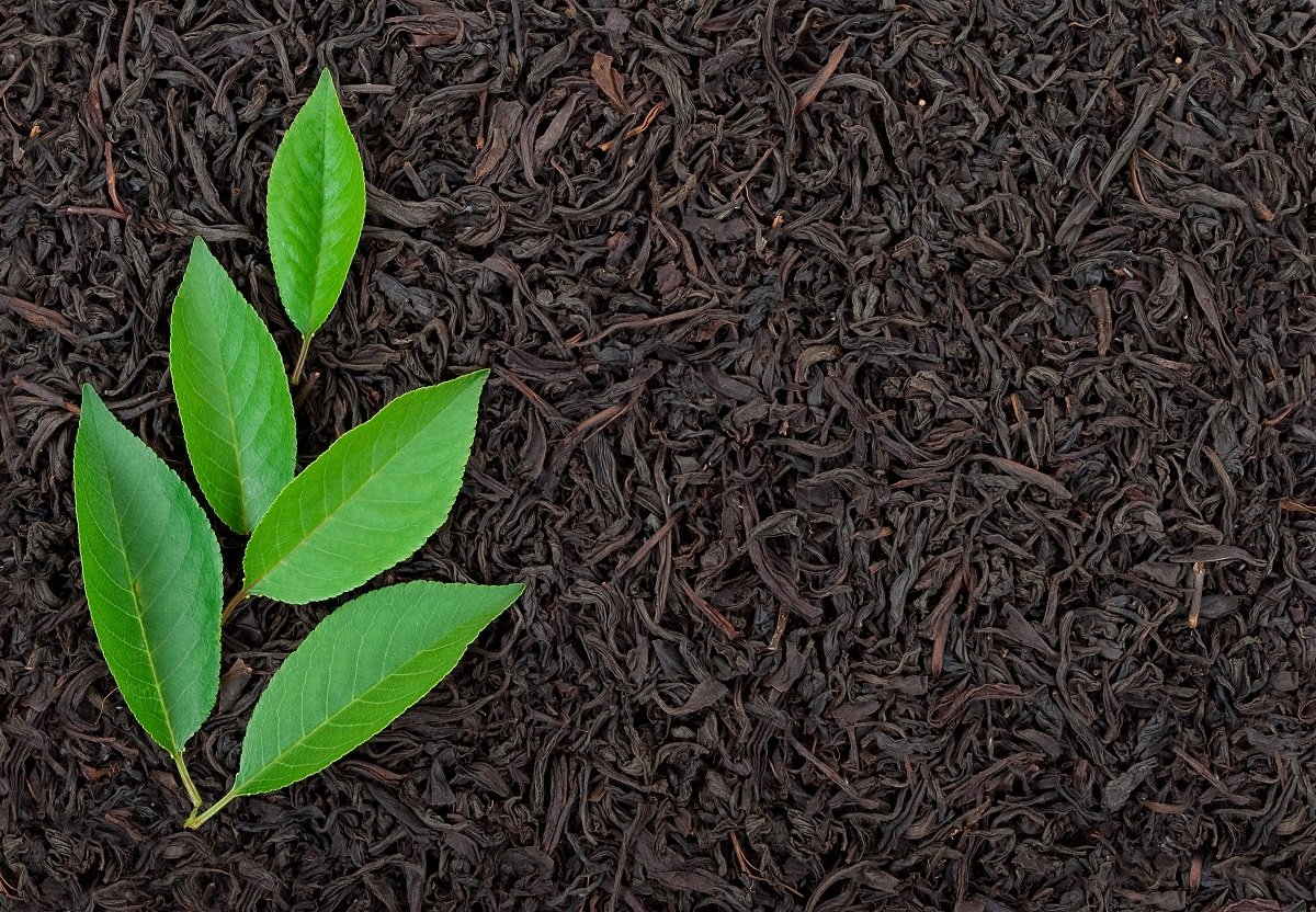 สารสกัดจากชาเขียว (Green Tea Extract) สารสกัดจากชาเขียว (Green Tea Extract)