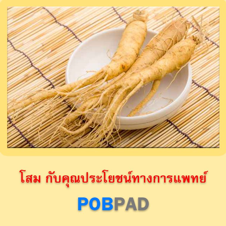 โสม กับคุณประโยชน์ทางการแพทย์ โสม กับคุณประโยชน์ทางการแพทย์